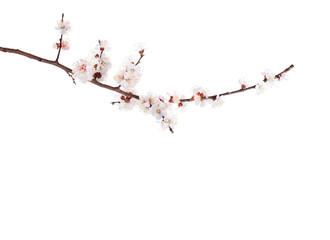  Branch of Apricot in blossom isolated on white  background.
