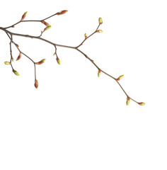  Linden branches  with swollen buds on isolated white background.