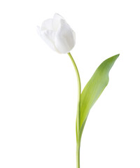White Tulip  isolated on white background.