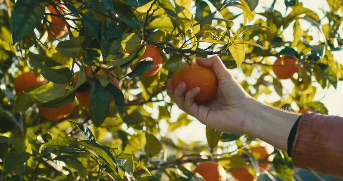 Hand Is Peeling A Fresh Orange Fruit From The Tree In The Countryside