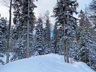 Picturesque canopies of alpine trees in a typical winter atmosphere after heavy snowfall in the Swiss Alps, Schwägalp mountain pass - Canton of Appenzell Ausserrhoden, Switzerland (Schweiz)