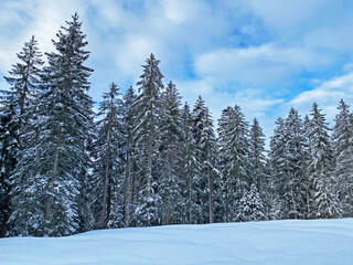 Fototapeta na wymiar Picturesque canopies of alpine trees in a typical winter atmosphere after heavy snowfall in the Swiss Alps, Schwägalp mountain pass - Canton of Appenzell Ausserrhoden, Switzerland (Schweiz)