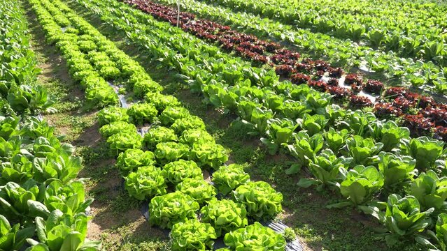 Growing green lettuce in rows in a field on a sunny day. High quality 4k footage