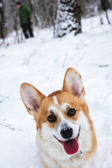 Welsh Corgi Pembroke in the winter forest. Winter walk. Outdoor fun.