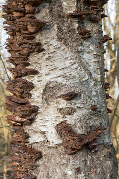 Old, dead, brown fruiting bodies of Smoky polypore, also knwon as Smoky bracket, on the dead, decaying stem of a Birch tree