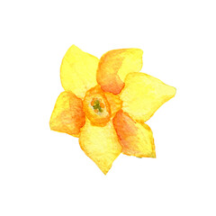 Naklejka premium Yellow daffodil flower isolated on white. Hand drawing watercolor illustration. Beautiful bud for print or spring design.