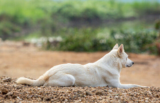 White Dog On Rock Blur Background