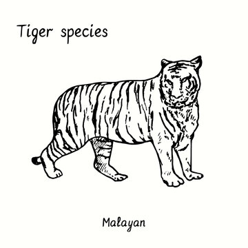 Tiger species collection, standing side view, Malayan. Ink black and white doodle drawing.