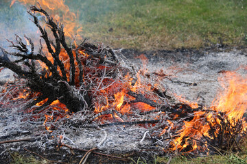 bonfire of dry branches in a field