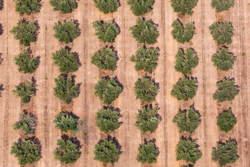 Olive trees grove on Mallorca Majorca landscape scenery aerial view in Spain