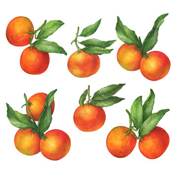 Set of mandarin orange (Citrus reticulata) on twigs with green leaves (mandarine, tangerine, clementine). Watercolor hand drawn painting illustration isolated on white background.