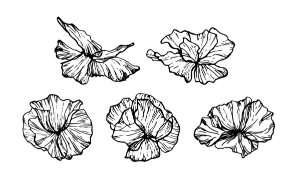 Set of floral elements. Vector flowers black outline collection, line art flowers. Poppies line drawing. ink sketch of flowers