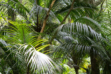 Obraz premium Trees and bush in Hukutaia Domain, Opotiki