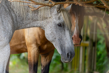 Horses sheltering from sun standing in shade under tees