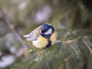 Obraz premium Cute bird Great tit, songbird sitting on the fir branch with snow in winter