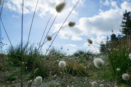 Low Wide Angle Point Of View Beach Vegetation