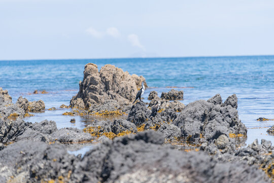 Pied shags sitting in distance on rugged rocky coastline and view to horizon on east coast of Bay Of Plenty, New Zealand at Te Kaha.