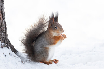 Red squirrel sitting on a tree branch in winter forest and nibbling seeds on snow covered trees background..