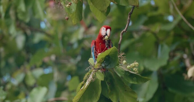wild Scarlet Macaw collects and eats fruits from a branch at tree canopy, wide angle