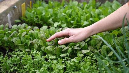 Fototapeta na wymiar The farmer's female hand touches microgreens and early shoots of plants. Spring. Organic farming.