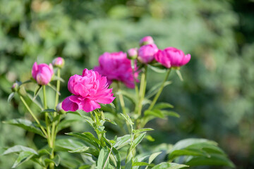 Beautiful peonies in full bloom in city parks