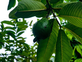 Guava fruit on tree