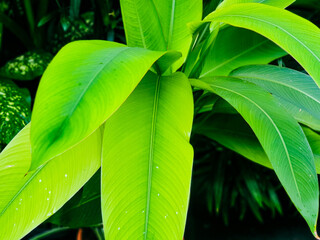 Green leaves in the pot