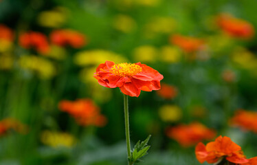 Red flowers on the garden blurred background. Selective focus