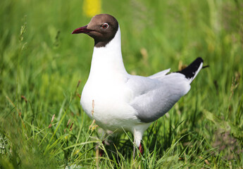 Black-headed gull in a breeding colony in the floodplain of the Pripyat River
