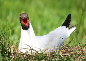 Black-headed gull in a breeding colony in the floodplain of the Pripyat River