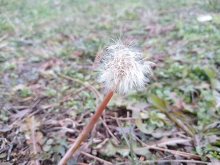 dandelion in the grass