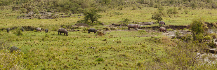 Fototapeta premium panorama of hippos on the Maasai Mara