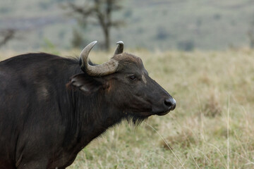 cape buffalo on the savannah
