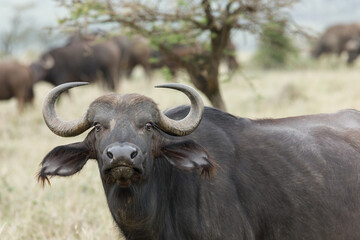 cape buffalo on the savannah

