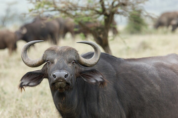 Obraz premium cape buffalo on the savannah 