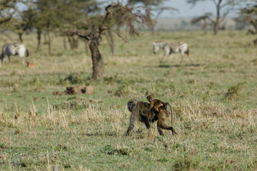 baboon mother with her baby on her back on the savannah