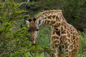 giraffes on the savannah