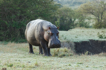 hippo on the savannah