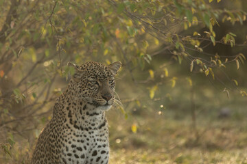 portrait of a leopard
