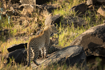 leopard and her cub on the rocks