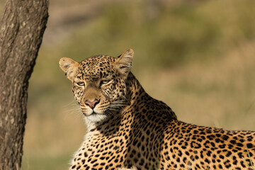 portrait of a leopard
