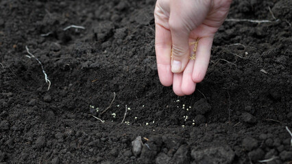 Close up view of a female farmer hands planting seeds in the garden. Putting seeds in the ground. The concept of organic farming and spring gardening