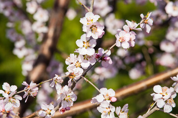 In the fields of spring, wild peach trees are in full bloom with large mountain peach flowers