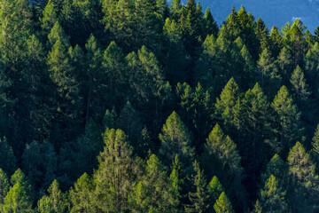 Tannenbestand im Wald bei Gegenlicht im Wallis, Schweiz