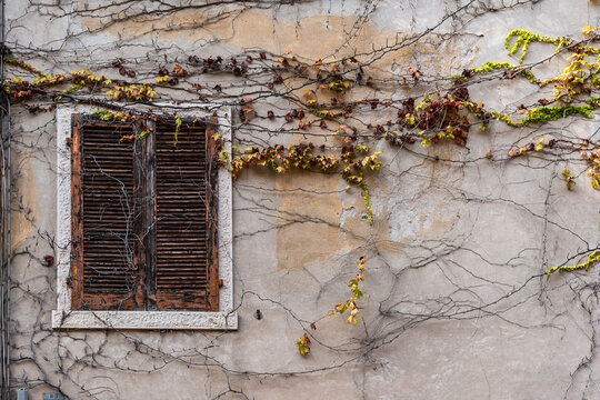 Verwachsene Hauswand mit Laub und &Auml;sten, Italien, 