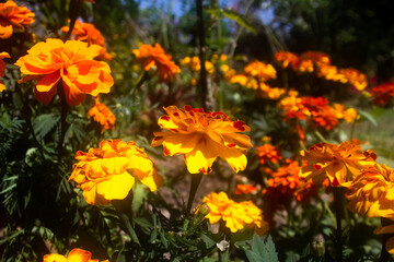 orange calendula flowers in the garden
