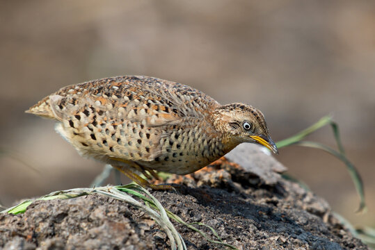 Cute Little Quail Bird Yellow Legged Buttonquail