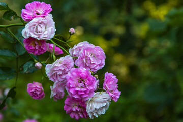 Pink and white roses in the garden