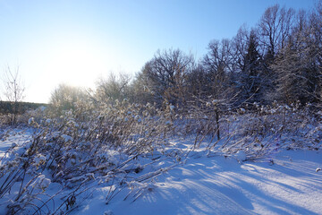 Trees and bushes are covered with snow. Against the background of the blue sky. Winter frosty day. Magic winter landscape