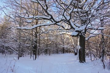Winter in the forest. The tree is covered with snow. Beautiful winter landscape